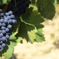 Taurasi: uno dei vini più importanti del sud Italia